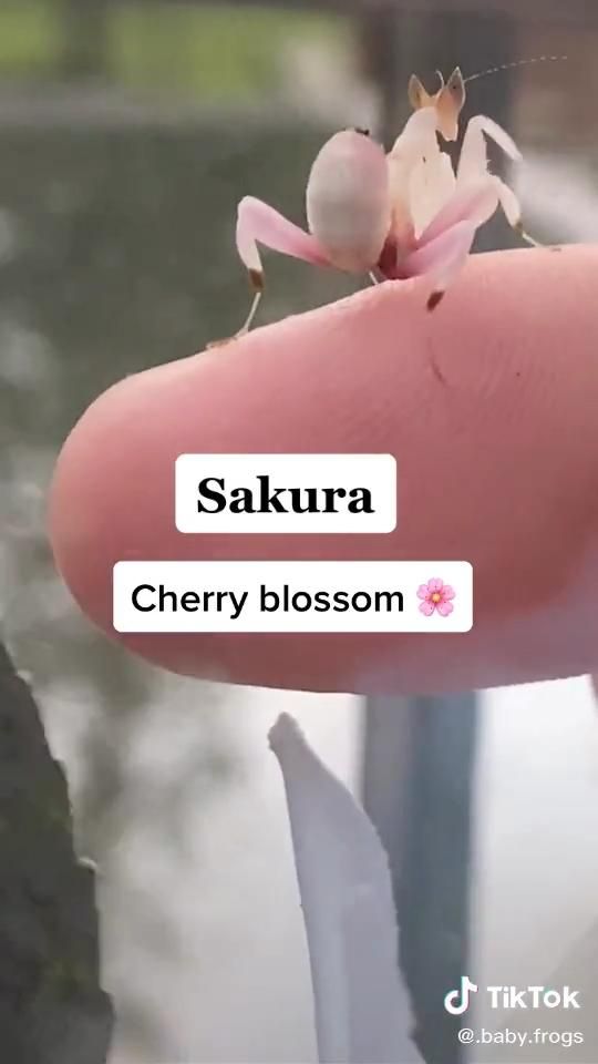 Detail Sakura Mantis Nomer 29