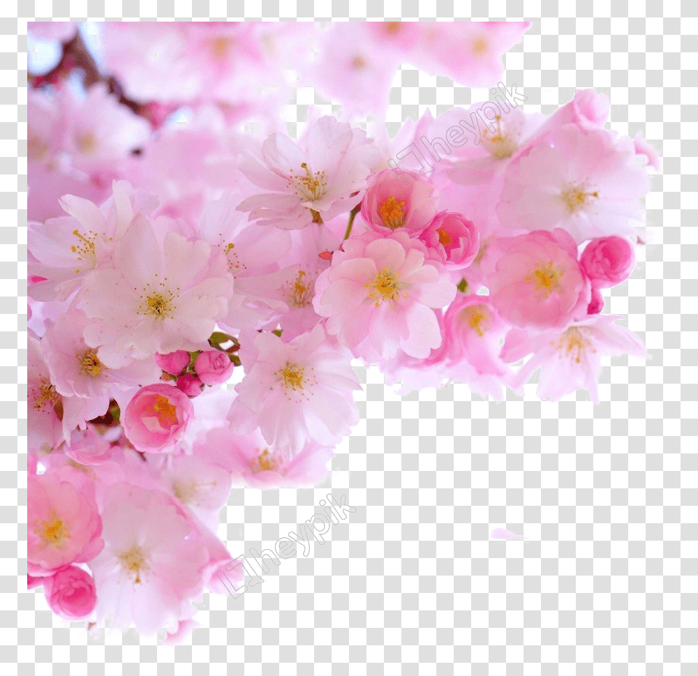 Detail Sakura Png Flower Nomer 18