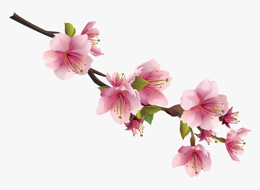 Detail Sakura Png Flower Nomer 4