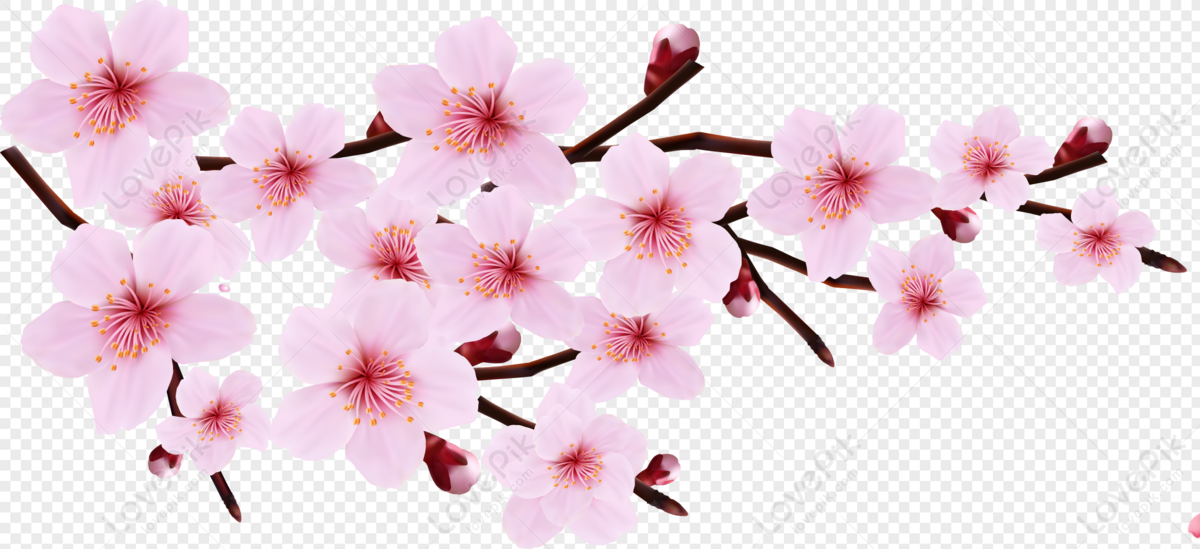 Detail Sakura Png Flower Nomer 40