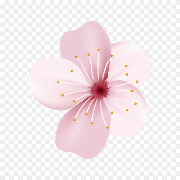 Detail Sakura Transparent Nomer 4
