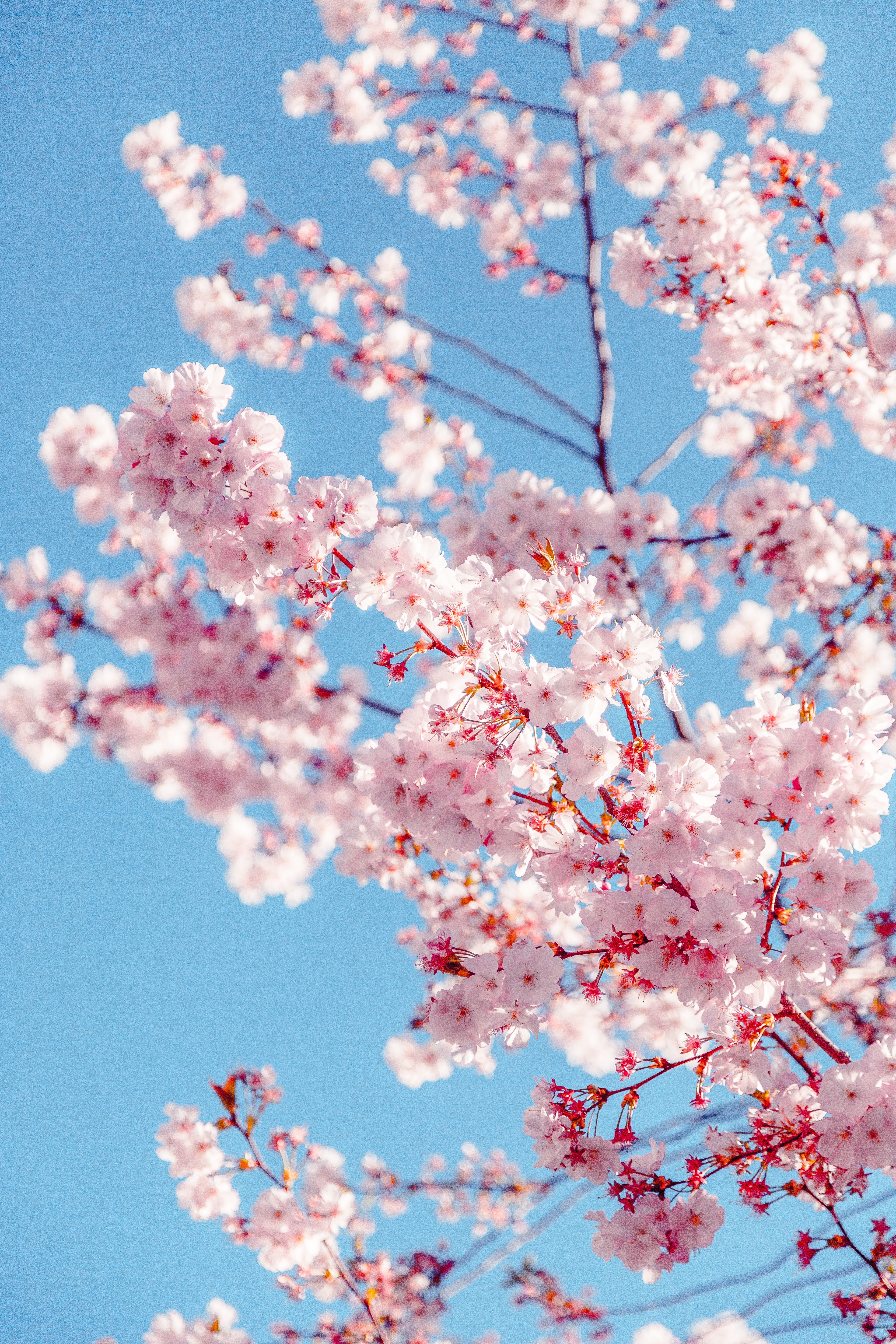 Detail Sakura Tree Background Nomer 16