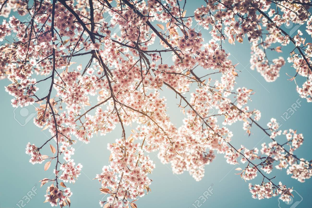 Detail Sakura Tree Background Nomer 19