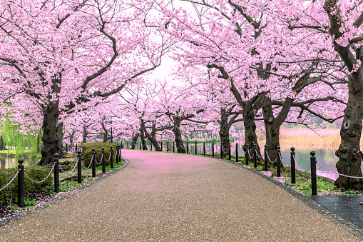 Detail Sakura Tree Background Nomer 20