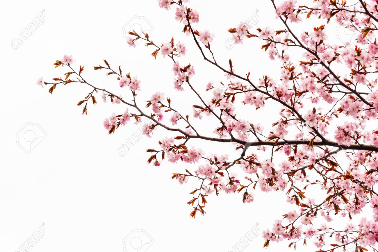 Detail Sakura Tree Background Nomer 23