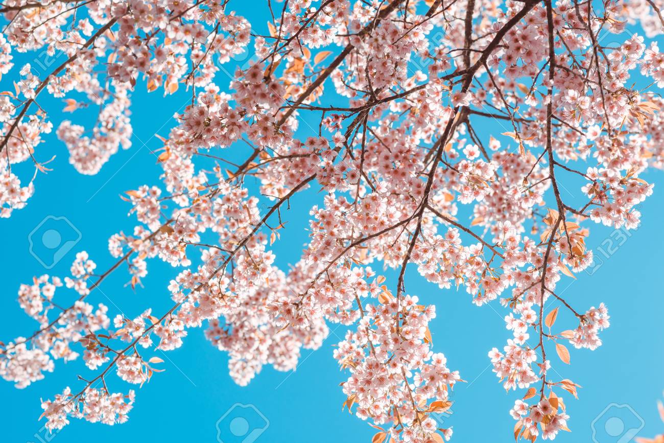 Detail Sakura Tree Background Nomer 24