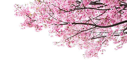 Detail Sakura Tree Background Nomer 26