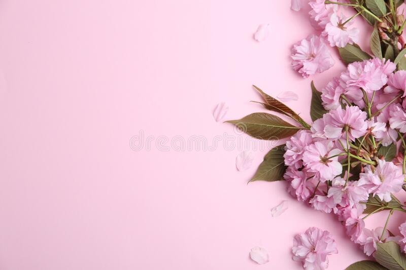 Detail Sakura Tree Background Nomer 30