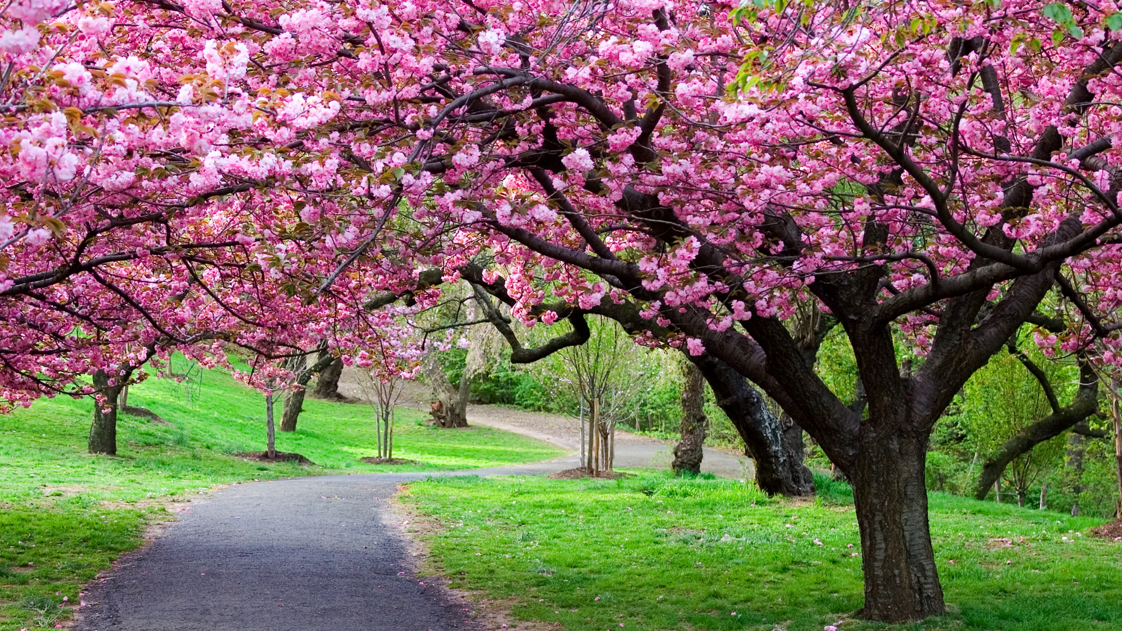 Detail Sakura Tree Background Nomer 36