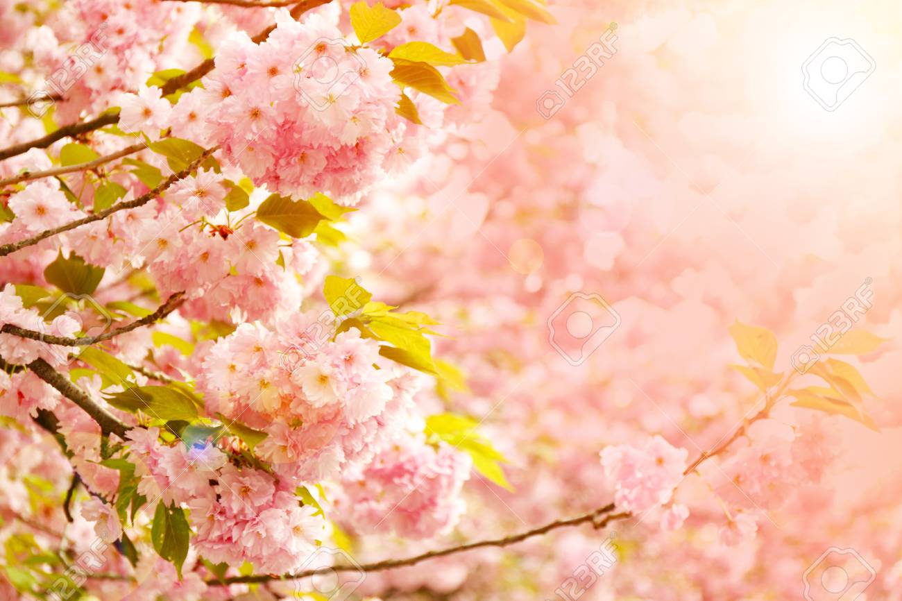 Detail Sakura Tree Background Nomer 39