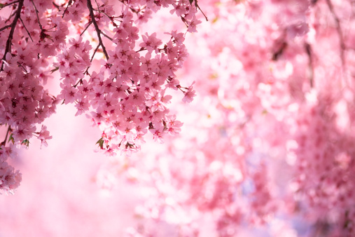 Detail Sakura Tree Background Nomer 41