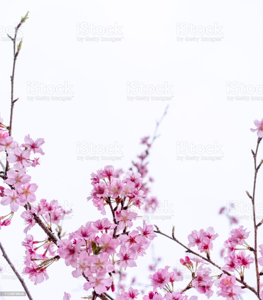 Detail Sakura Tree Background Nomer 45