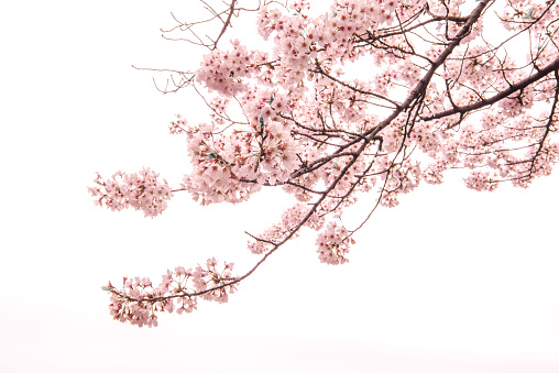 Detail Sakura Tree Background Nomer 46