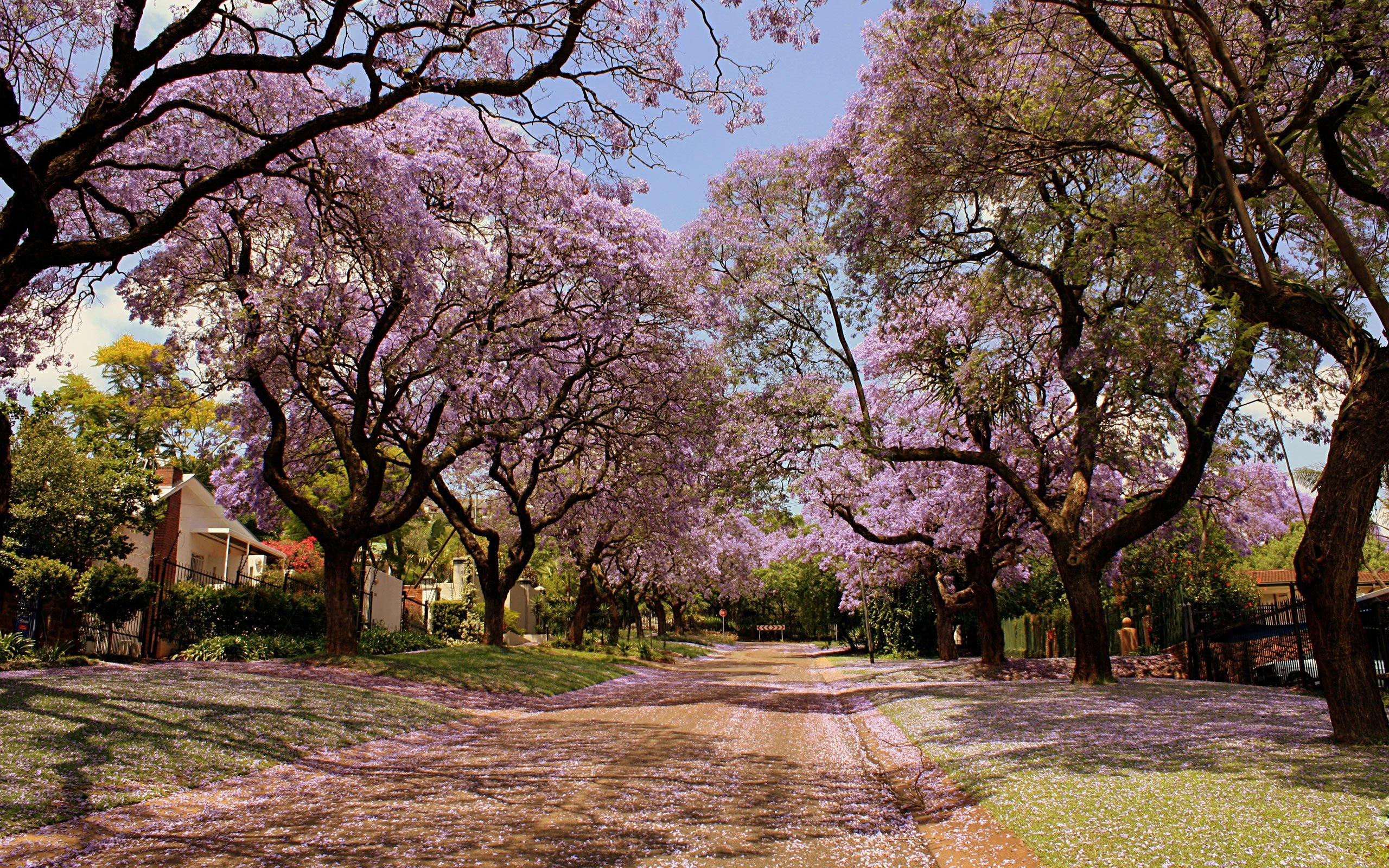 Detail Sakura Tree Background Nomer 47