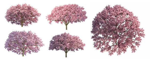 Detail Sakura Tree Background Nomer 48