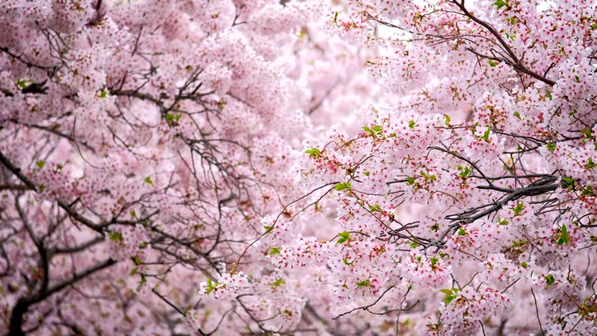 Detail Sakura Tree Background Nomer 50