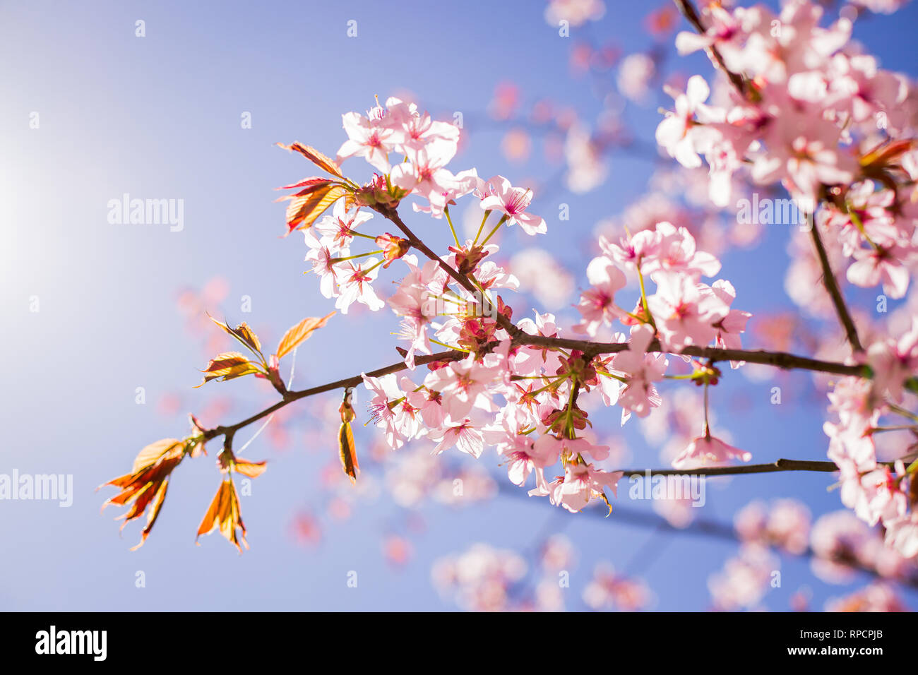 Detail Sakura Tree Background Nomer 55