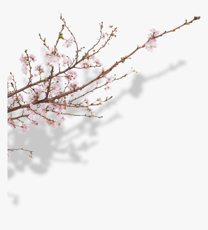 Detail Sakura Tree Png Nomer 16