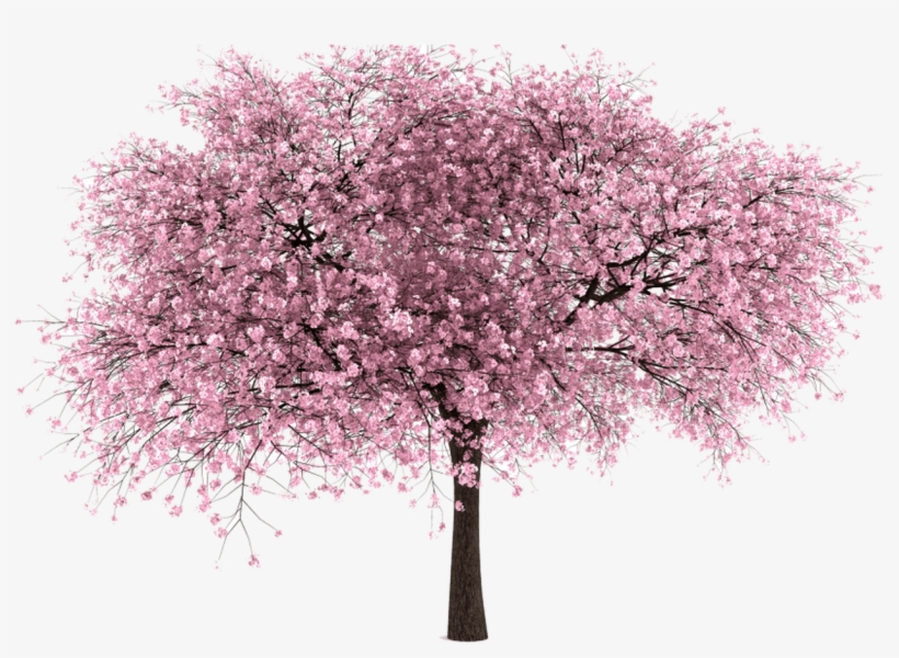 Detail Sakura Tree Png Nomer 8