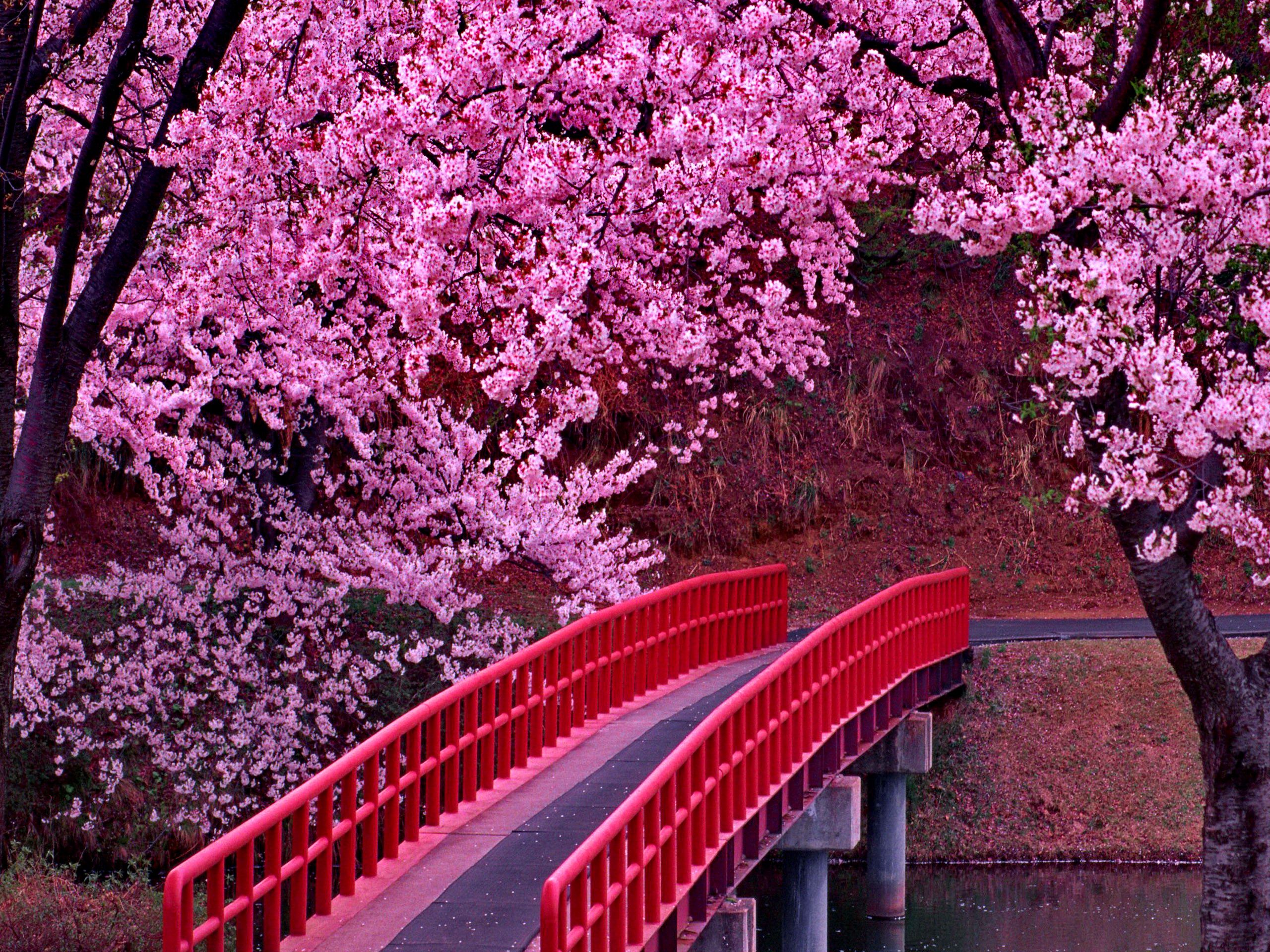 Detail Sakura Tree Wallpaper Nomer 12