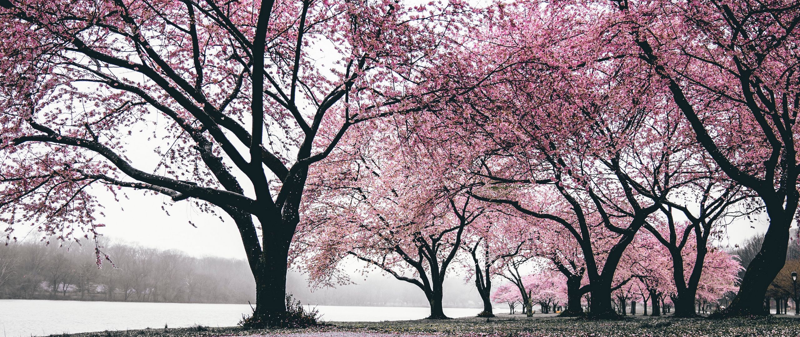 Detail Sakura Tree Wallpaper Nomer 27