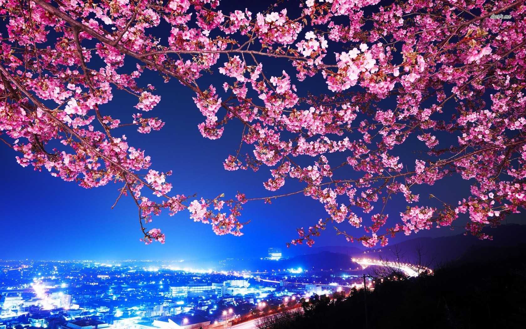 Detail Sakura Tree Wallpaper Nomer 32