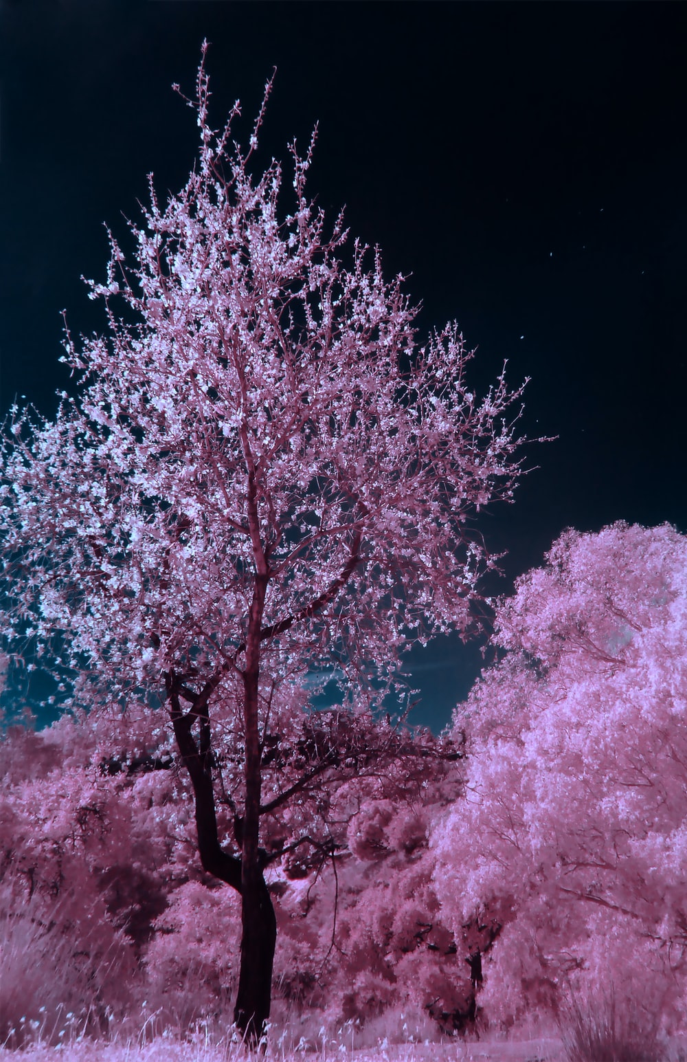 Detail Sakura Tree Wallpaper Nomer 37