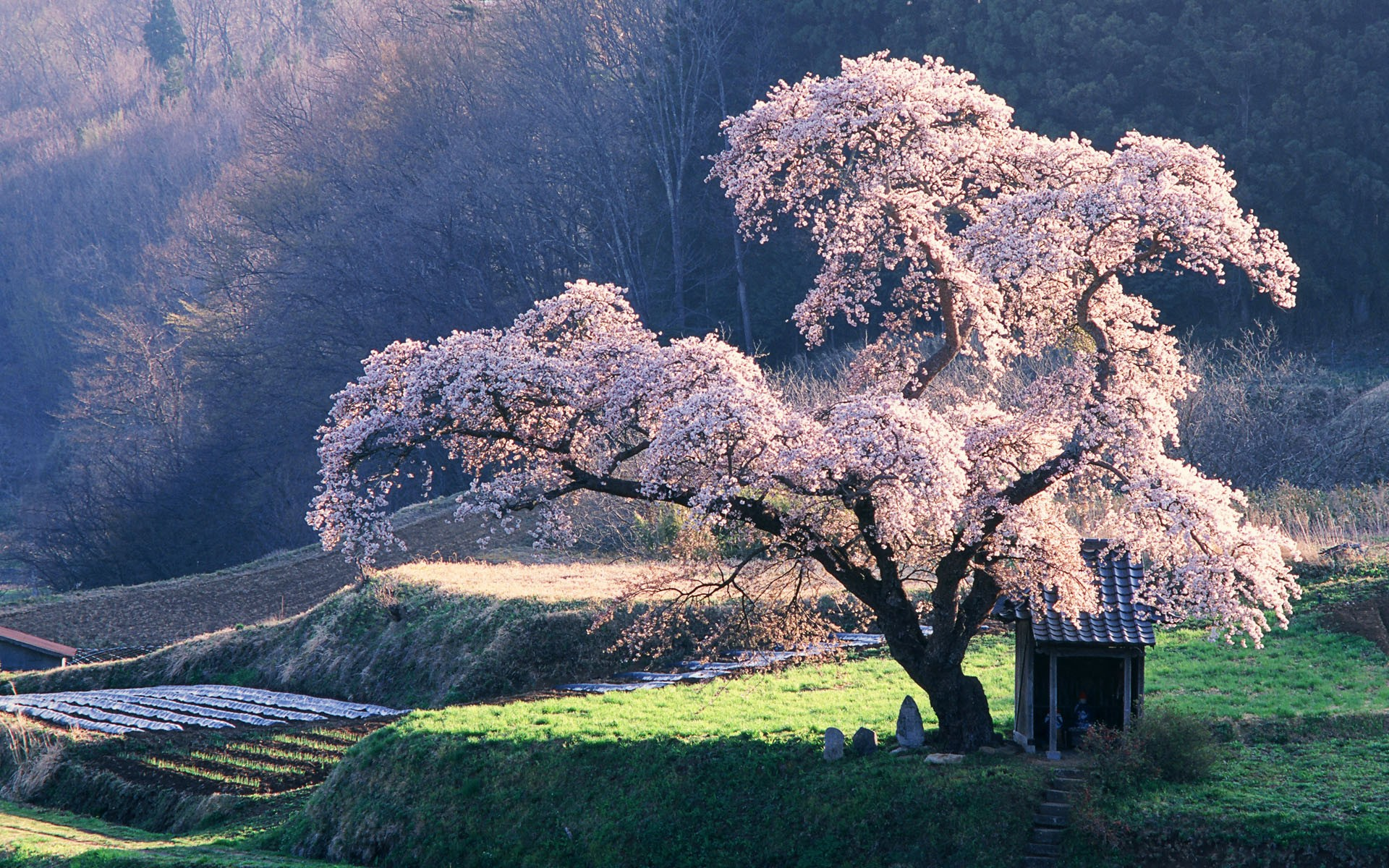 Detail Sakura Tree Wallpaper Nomer 47