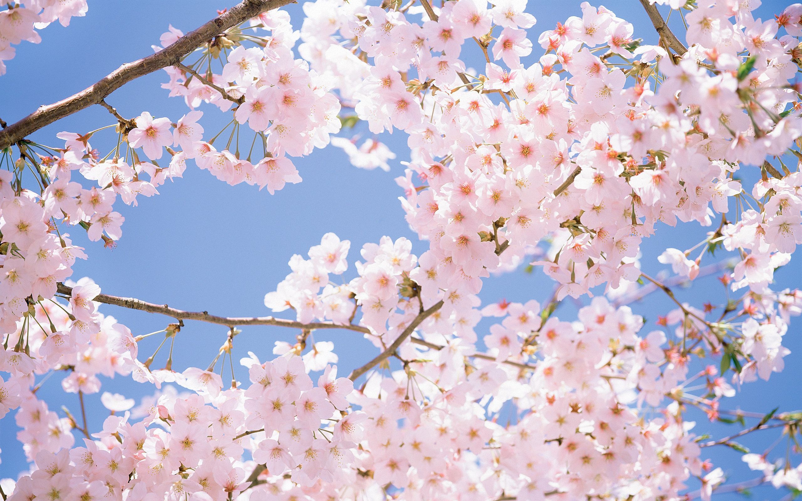 Detail Sakura Tree Wallpaper Nomer 52