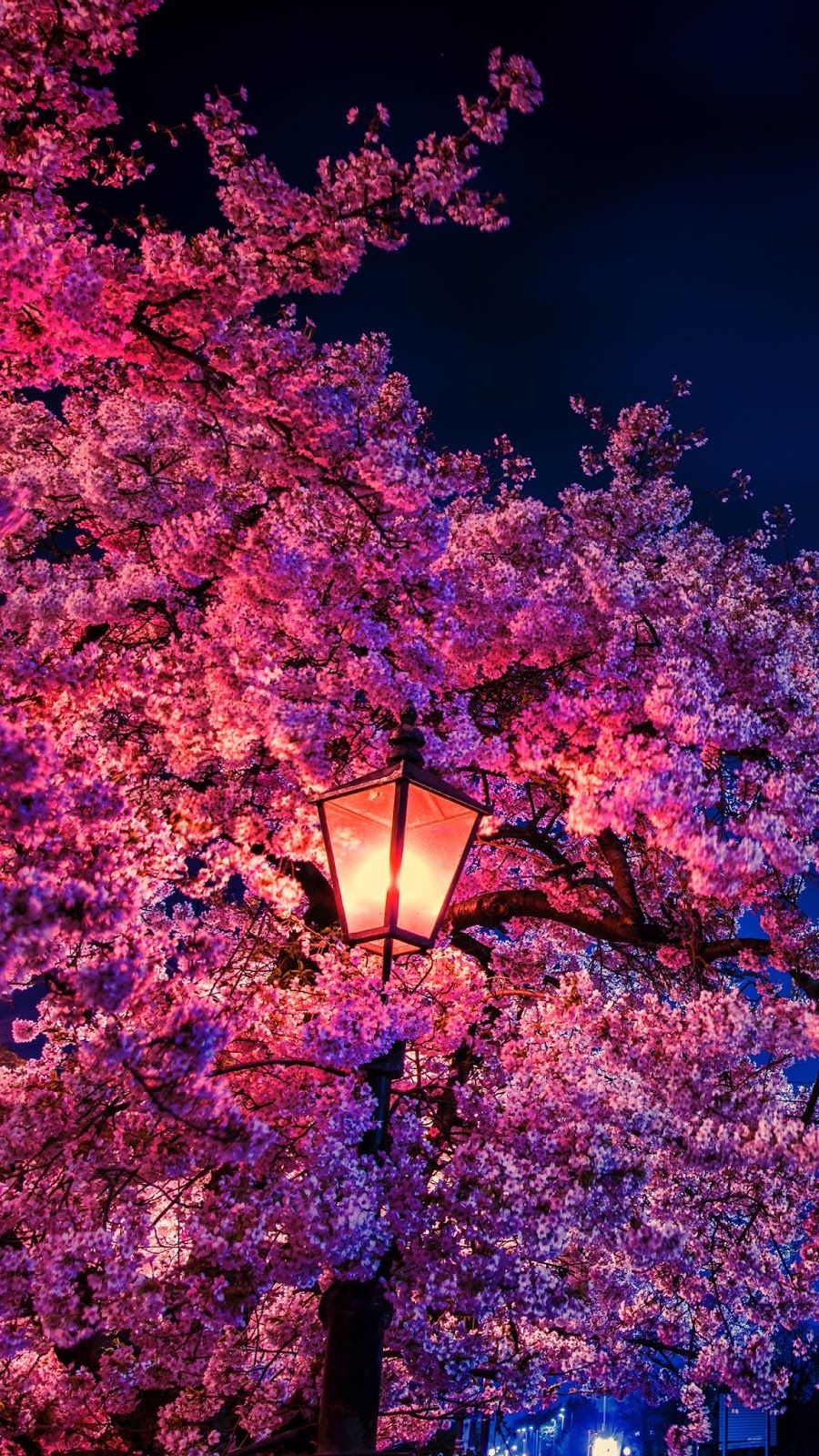 Detail Sakura Wallpaper Android Nomer 18