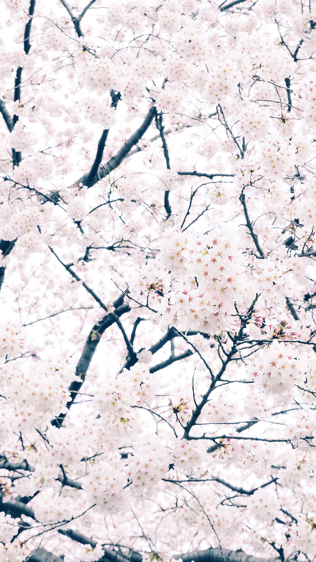 Detail Sakura Wallpaper Android Nomer 27