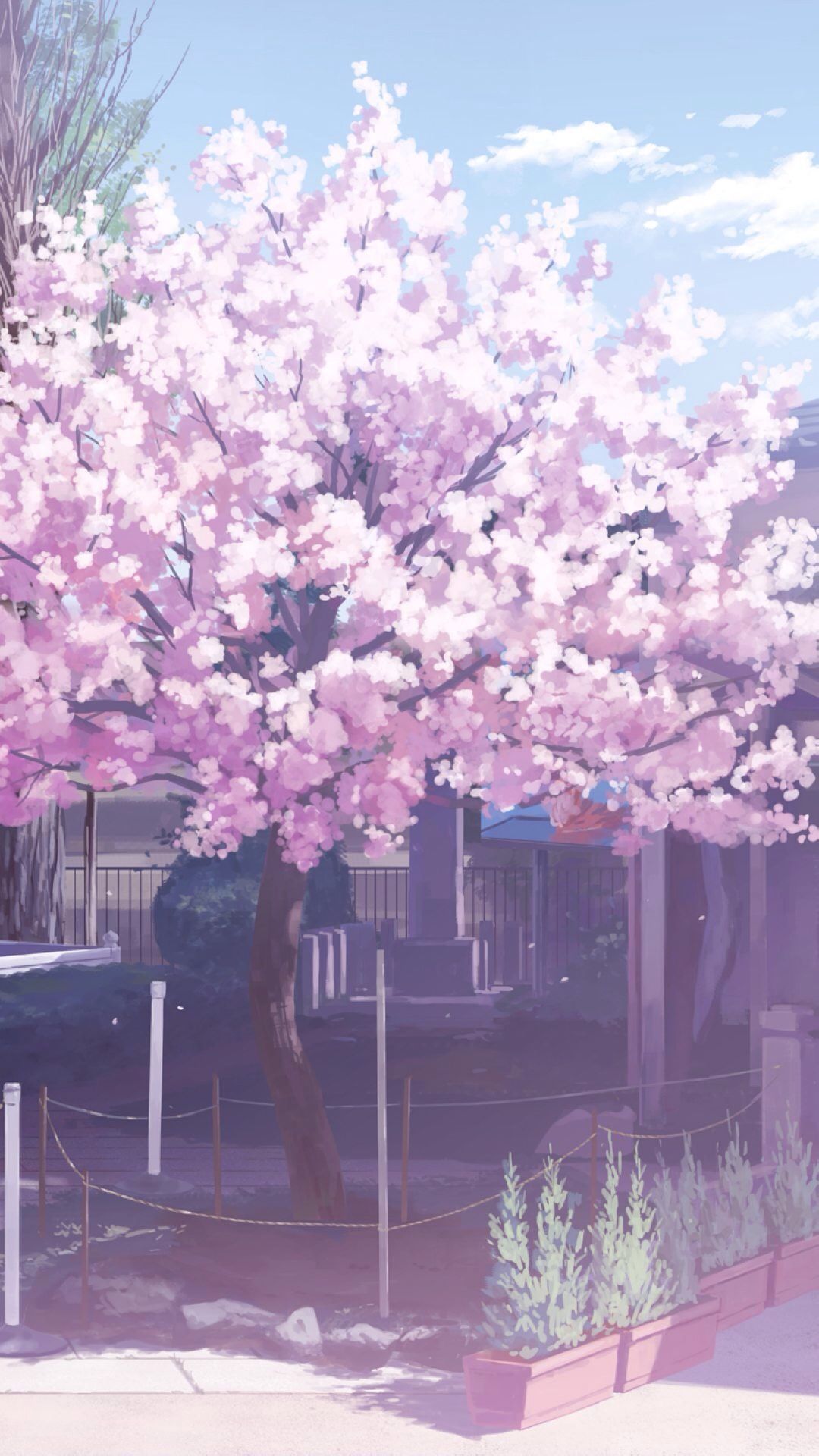 Detail Sakura Wallpaper Anime Nomer 21