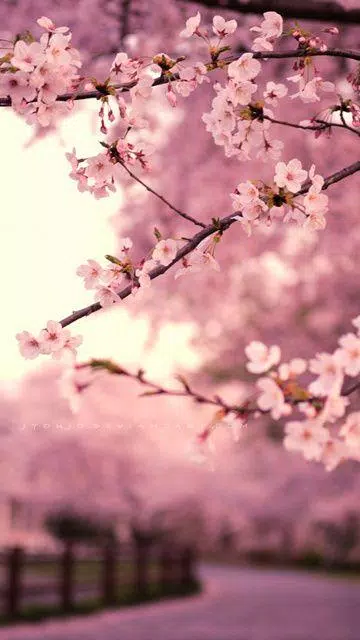 Detail Sakura Wallpaper Hd Nomer 21