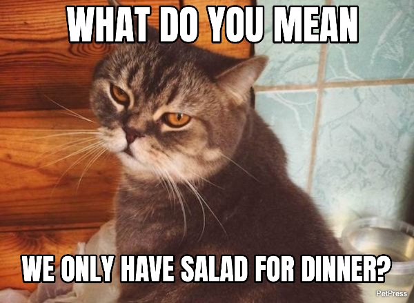 Detail Salad Cat Meme Generator Nomer 37