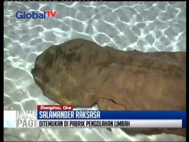 Detail Salamander Raksasa Jepang Nomer 14