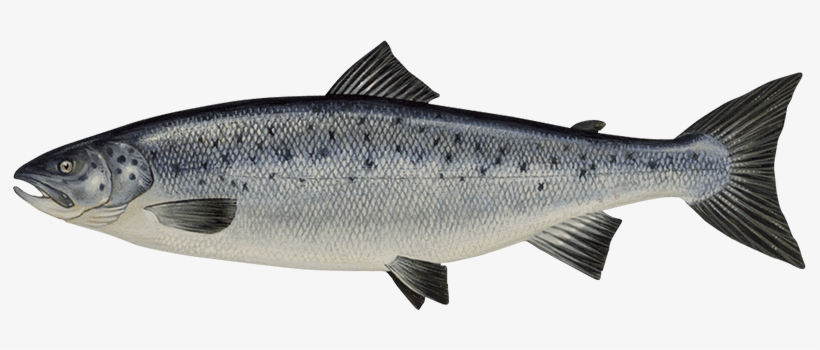 Detail Salmon Fish Png Nomer 2