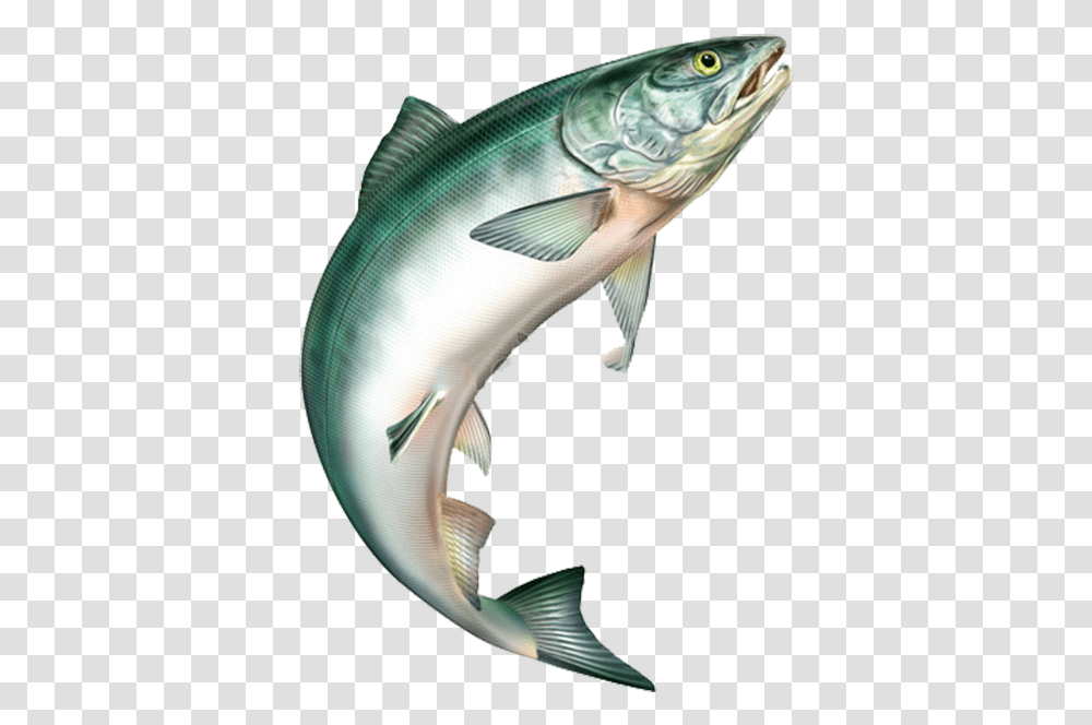 Detail Salmon Fish Png Nomer 24