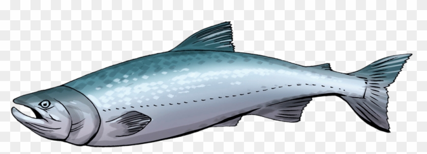 Detail Salmon Fish Png Nomer 27