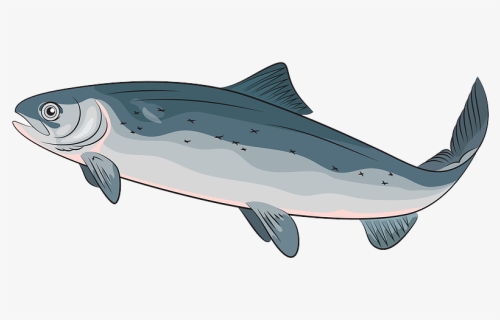 Detail Salmon Fish Png Nomer 49