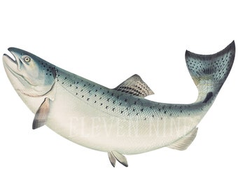 Detail Salmon Fish Png Nomer 52