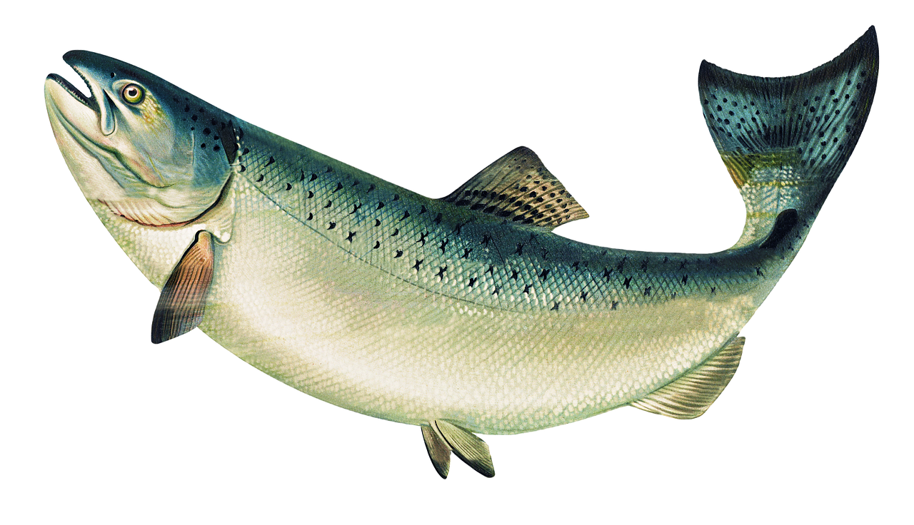 Detail Salmon Fish Png Nomer 8