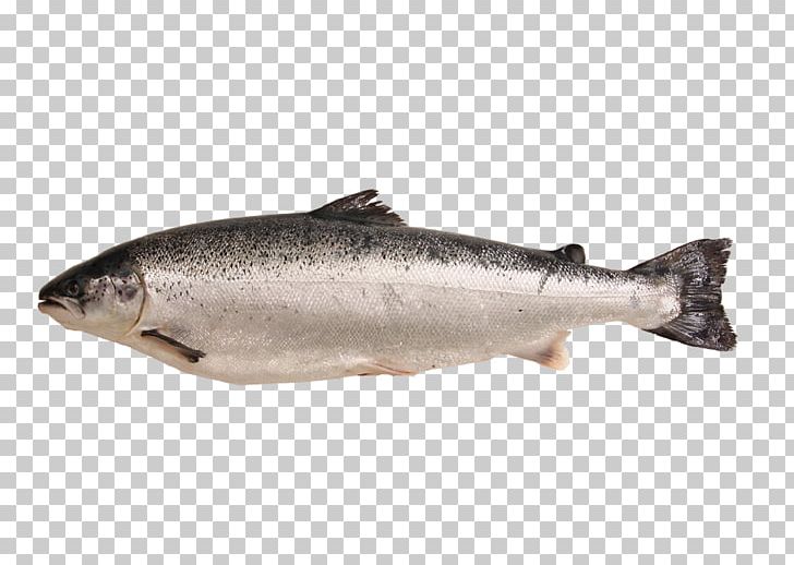 Detail Salmon Fish Png Nomer 10