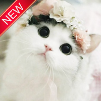 Download Wallpaper Lucu Kucing Nomer 14