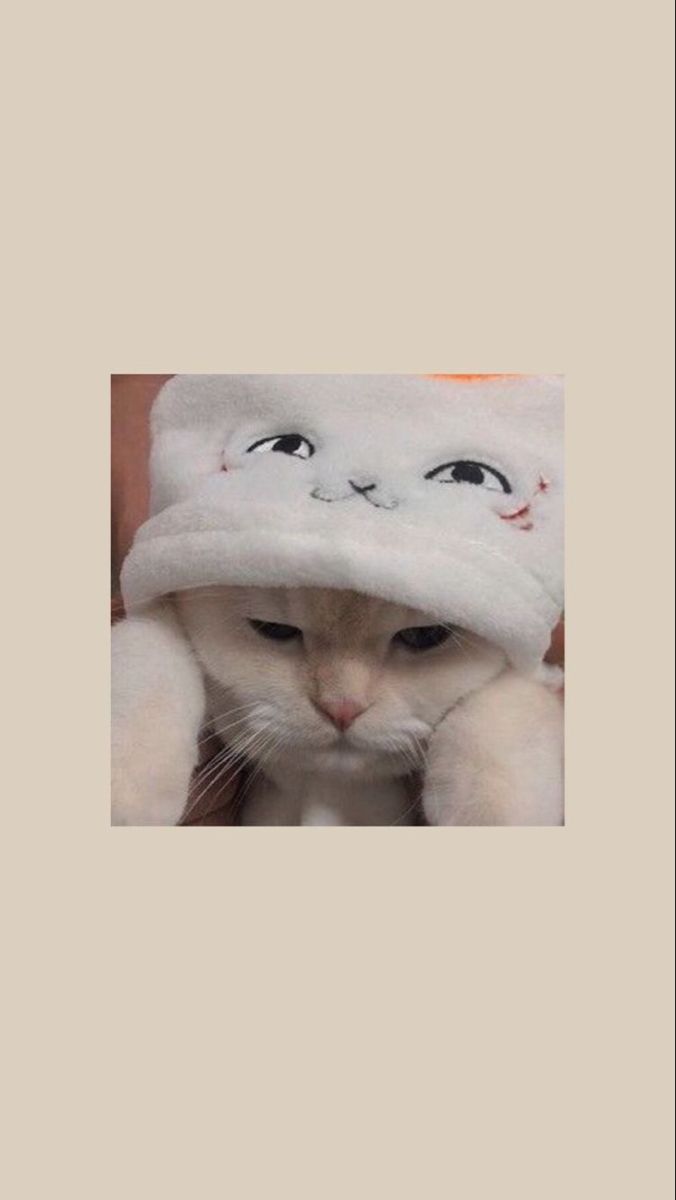 Download Wallpaper Lucu Kucing Nomer 4