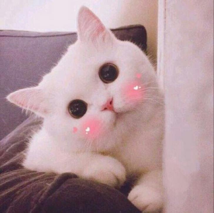 Detail Wallpaper Lucu Kucing Nomer 50