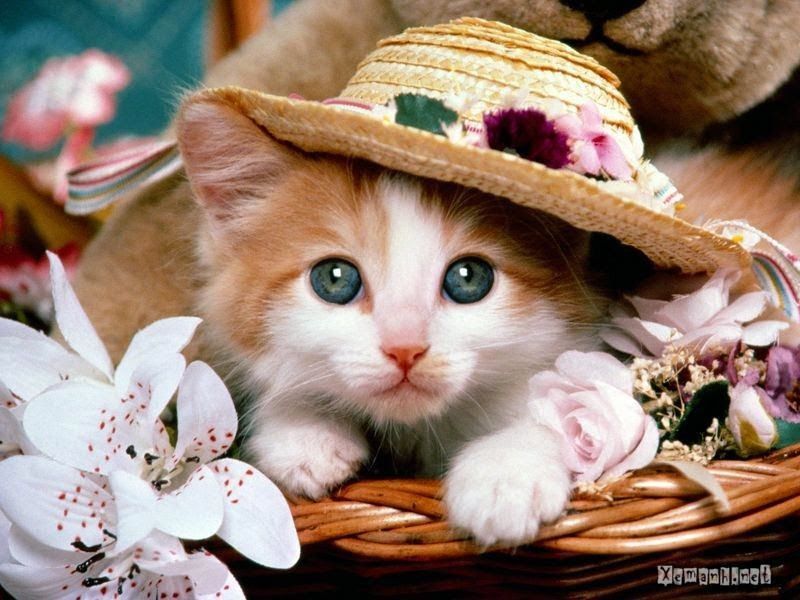 Download Wallpaper Lucu Kucing Nomer 9