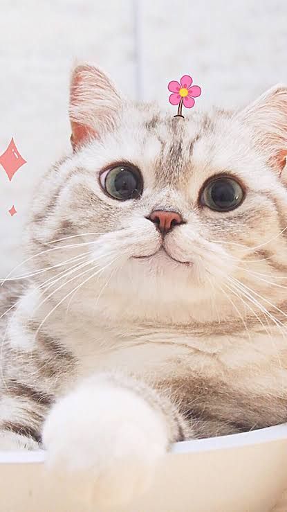 Download Wallpaper Lucu Kucing Nomer 10