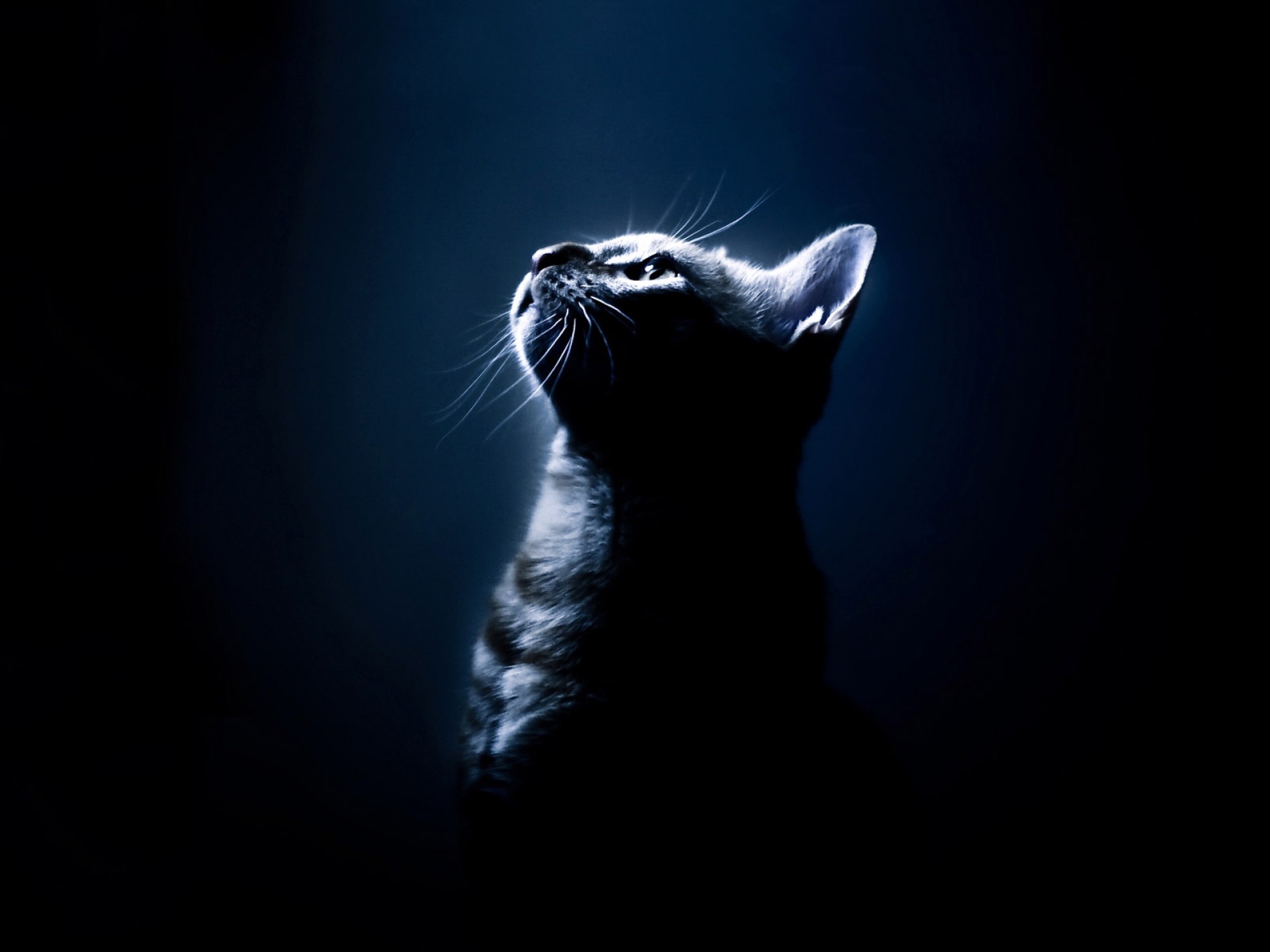 Detail Wallpaper Mata Kucing Full Hd Nomer 30