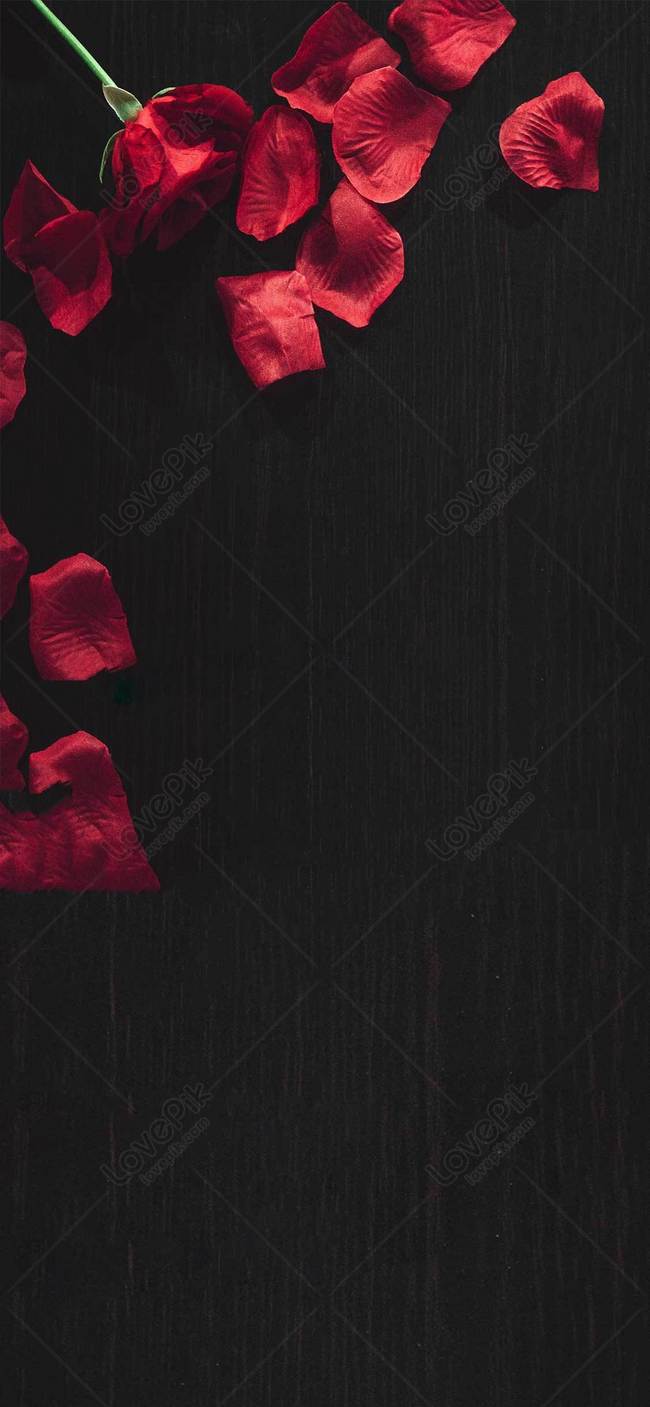 Detail Wallpaper Mawar Merah Nomer 9