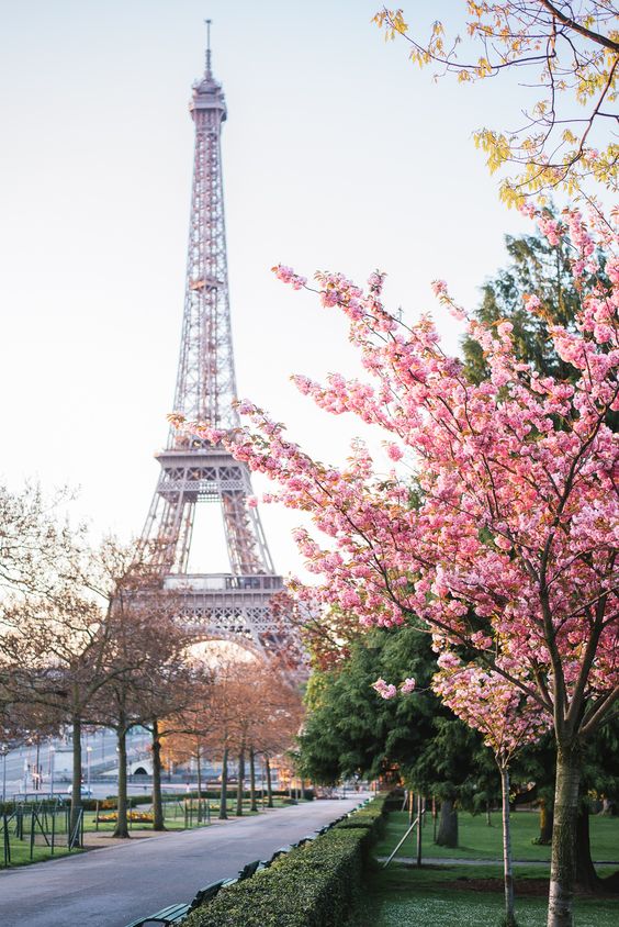 Detail Wallpaper Menara Eiffel Pink Nomer 54